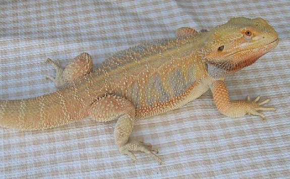 Wholesale Lot (10) Bearded Dragons *Mixed Morphs*