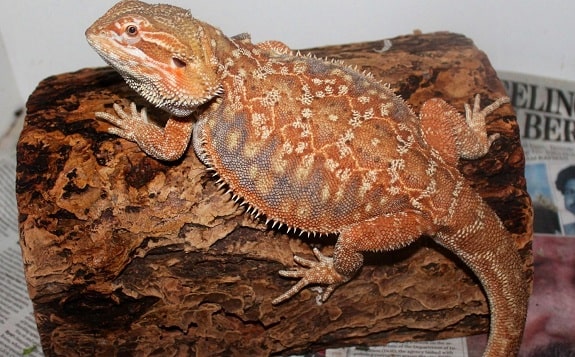 Bearded Dragon Facts: Types, Colors, Variations & Lifespan - XYZReptiles