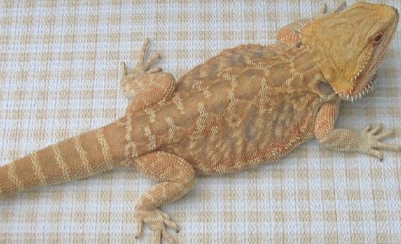 sandfire leatherback bearded dragon