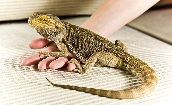 full grown bearded dragon next to a ruler