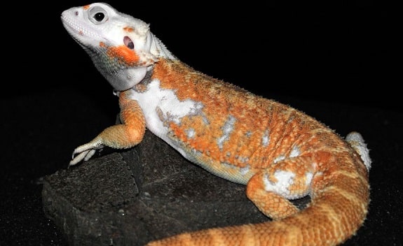 albino bearded dragons