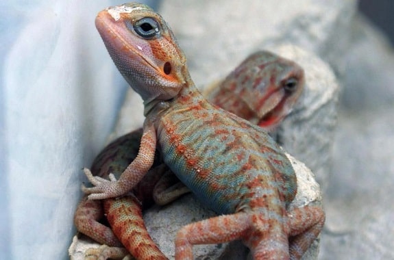 Translucent Leatherback Bearded Dragon