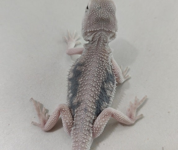 melanistic bearded dragon