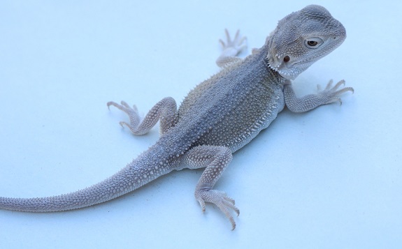 snow bearded dragons