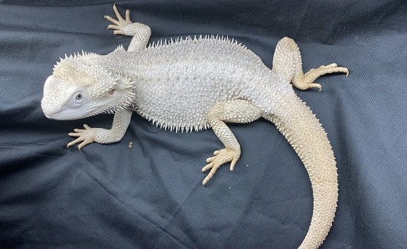 Zero Bearded Dragon