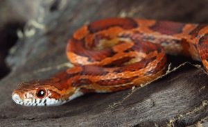 Corn Snake Care Sheet: Diet, Habitat, Tank Setup & More