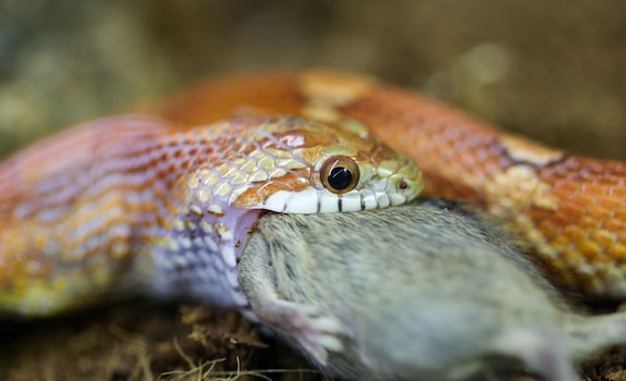 corn snake eating rat