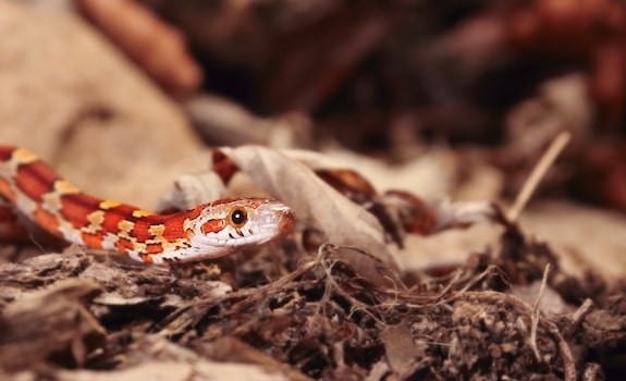 corn snake habitat