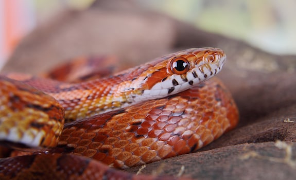 corn snake