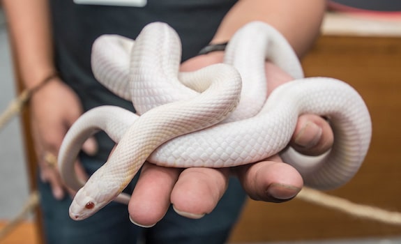 handling corn snake