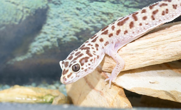 leopard gecko enclosure