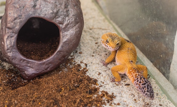 leopard gecko glass enclosure