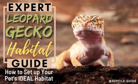 leopard gecko habitat