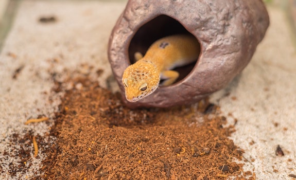 cleaning leopard gecko hides