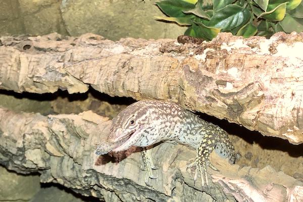 Ackie Monitor Diet