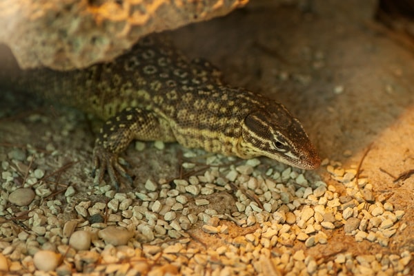 Ackie Monitor Tank Setup