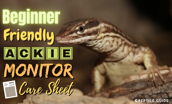 Ackie Monitor