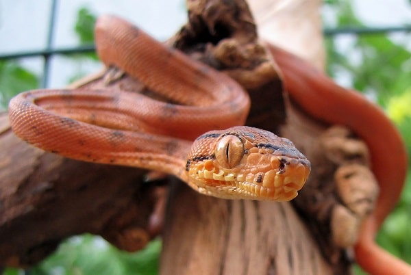 Amazon Tree Boa On Wood Perch