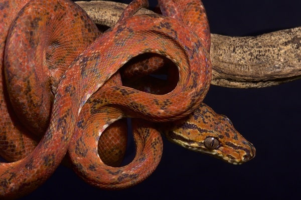 Amazon Tree Boa Wrapped Around Branch