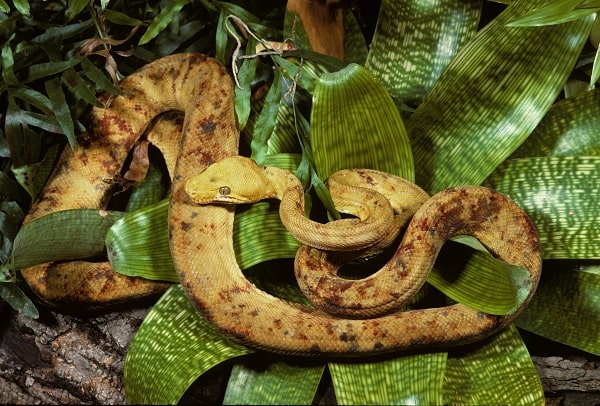 Amazon Tree Boa in Brazil