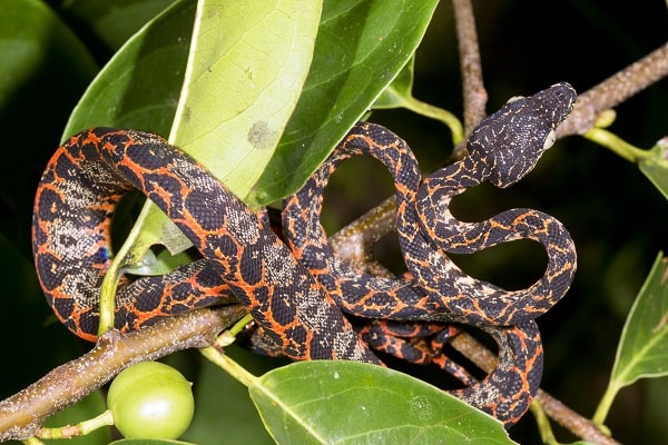 Amazon Tree Boa in Tree Leaves