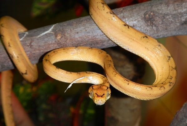 Amazon Tree Boa on Branch