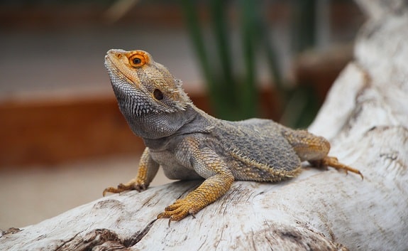 spiky pet lizard