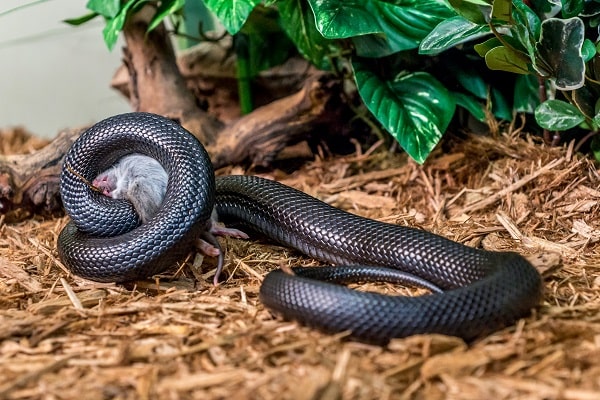 Mexican Black Kingsnake Decor