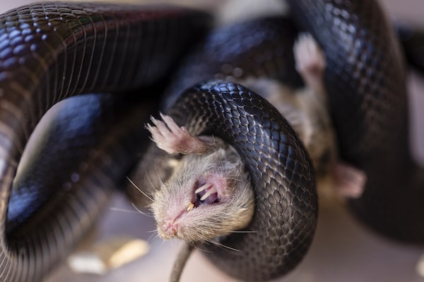 baby mexican black kingsnake