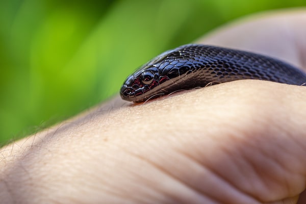 Mexican Black Kingsnake Handling