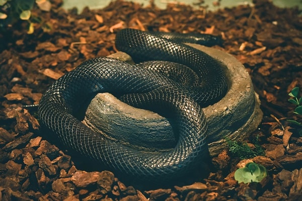 Mexican Black Kingsnake Husbandry