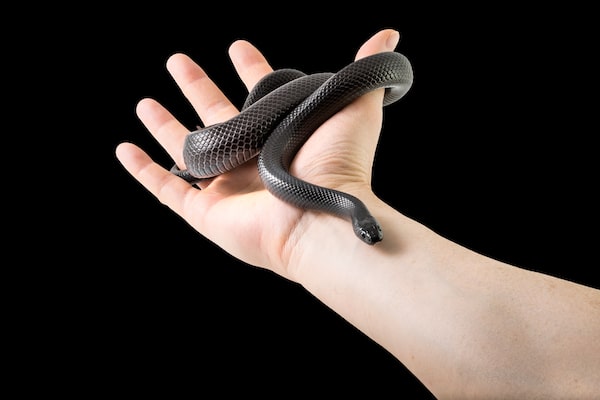 baby mexican black kingsnake