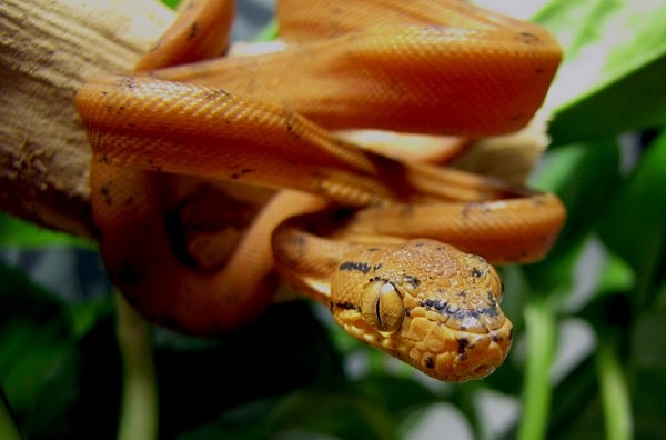 Orange Amazon Tree Boa Coiled to Strike