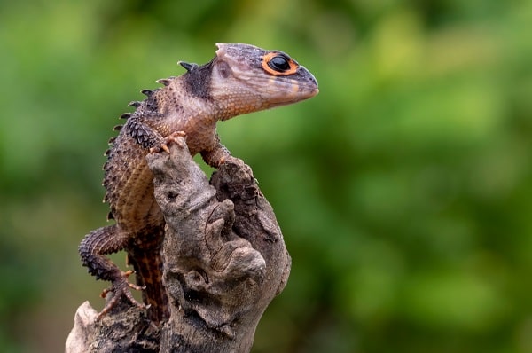 Red Eyed Crocodile Skink Basking in Wild