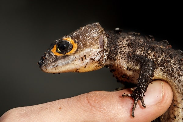 Red Eyed Crocodile Skink on Log