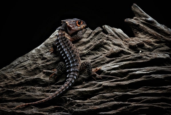 Red Eyed Crocodile Skink Climbing