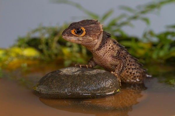 red eyed crocodile skink