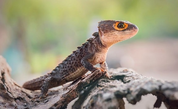 Red Eyed Crocodile Skink on Branch