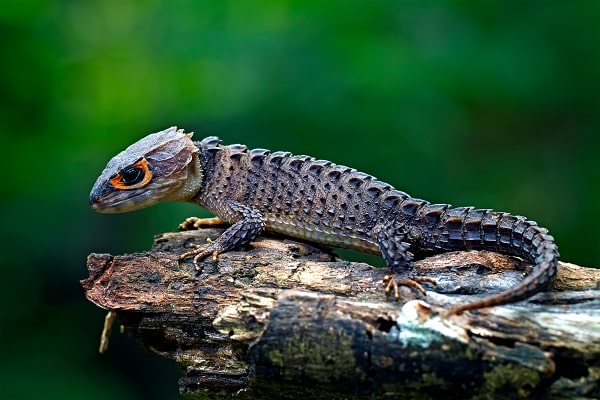 crocodile skink cage setup