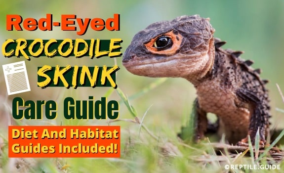 Red Eyed Crocodile Skink