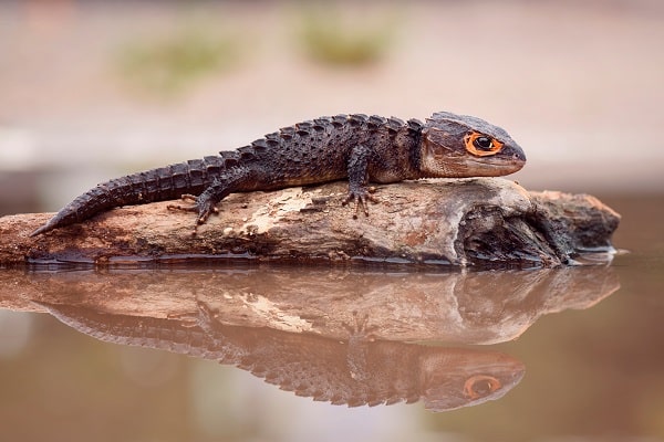 red eyed crocodile skink