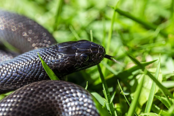 What is a Mexican Black Kingsnake