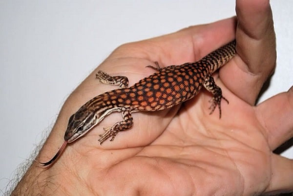 handling ackie monitor