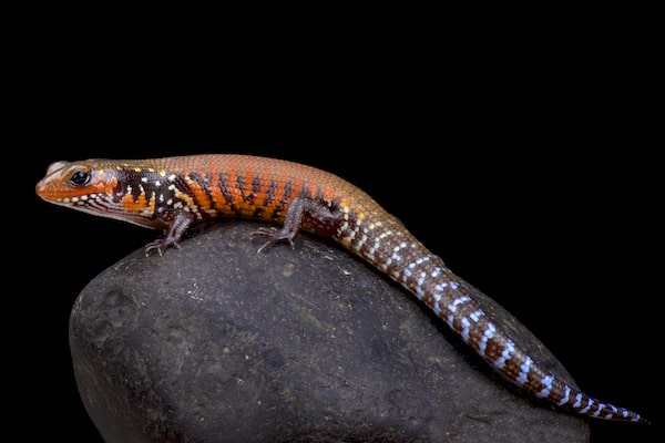 African Fire Skink