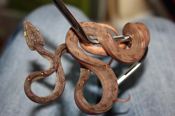 Baby Amazon Tree Boa