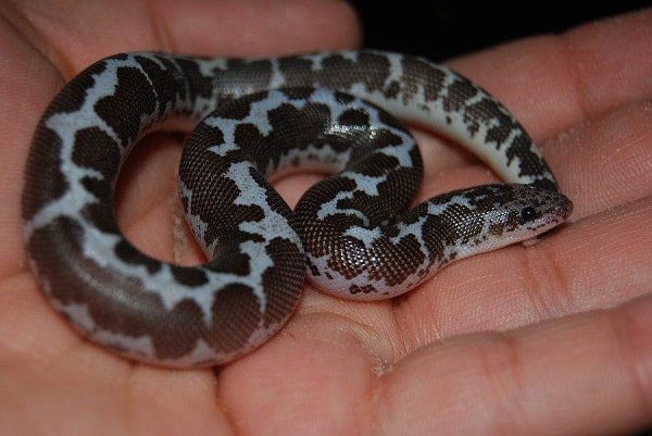 Black and White Kenyan Sand Boa, buy Black and White Boa