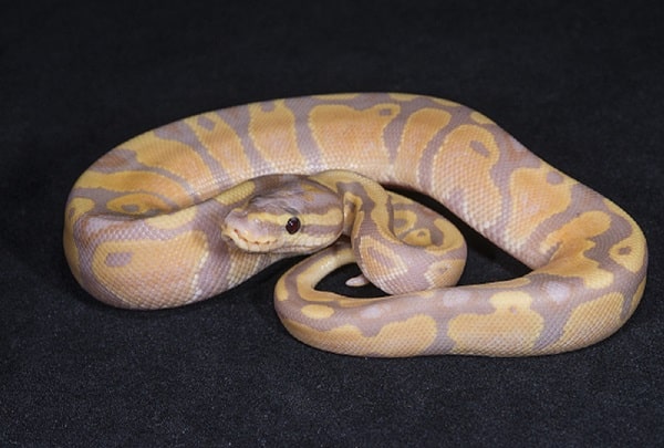 Banana Ball Python Black Background