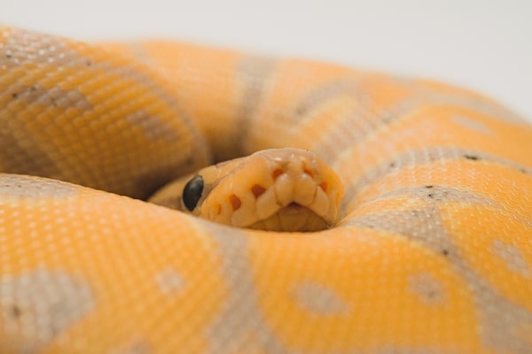 Banana Ball Python Care