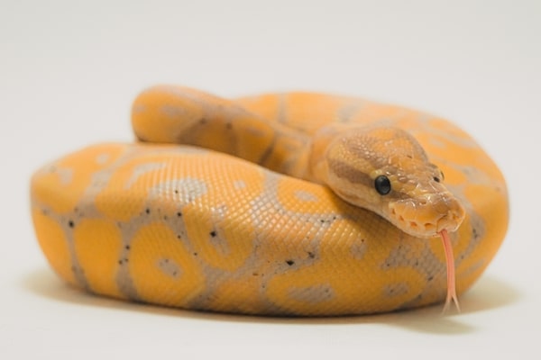 Banana Ball Python Pet