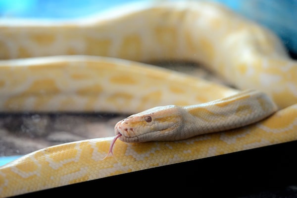 Banana Ball Python Temperament